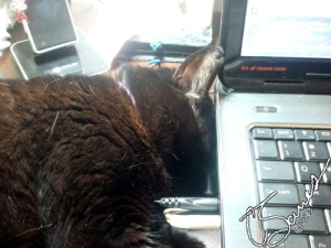 Dinah sleeping in the laptop vent.